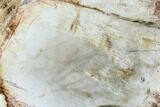 Polished Petrified Wood Limb - Madagascar #105084-2